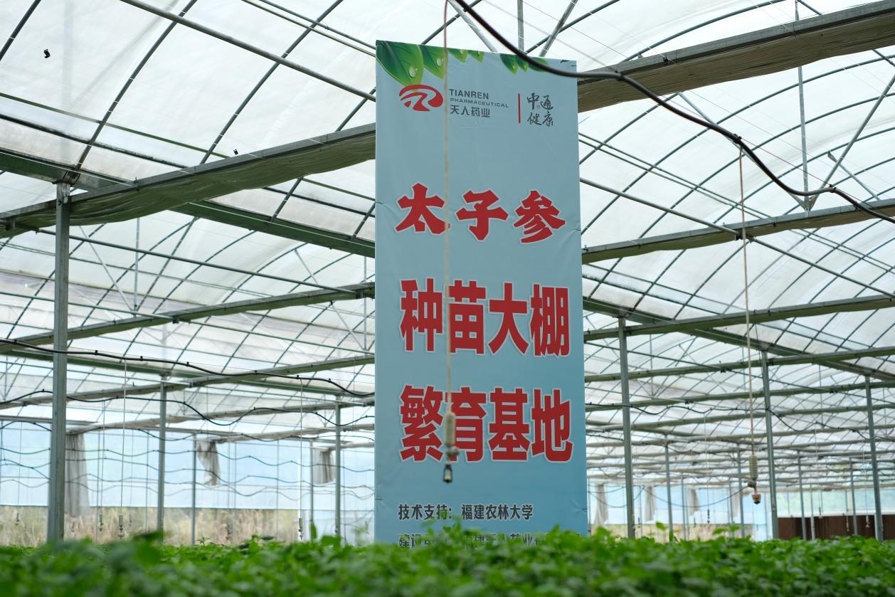 太子参种苗基地.jpg